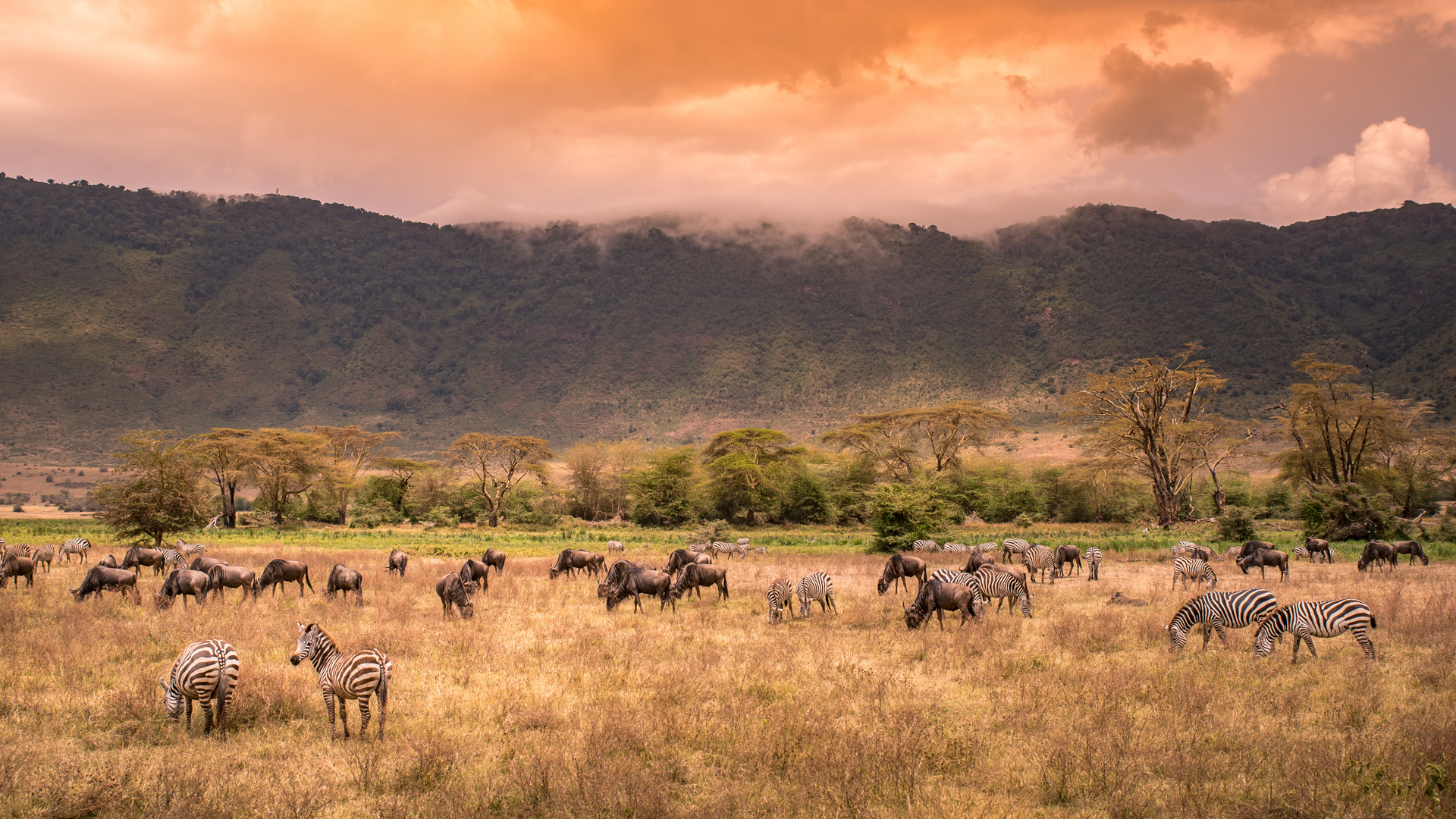 Ngorongorokratern med zebror, gnuer och andra antiloper framför kraterns kanter i en solgul solnedgång