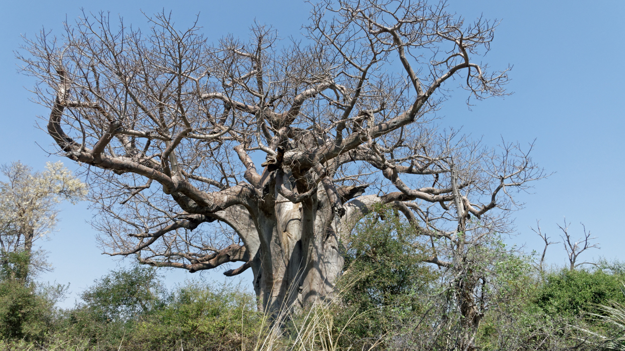 Imponerande stort baobabträd i Mahango, Namibia