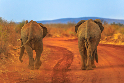 Två elefanter med ryggen mot kameran i Madikwe Private Game Reserve, som ligger bara 3-4 timmars bilresa från Johannesburg