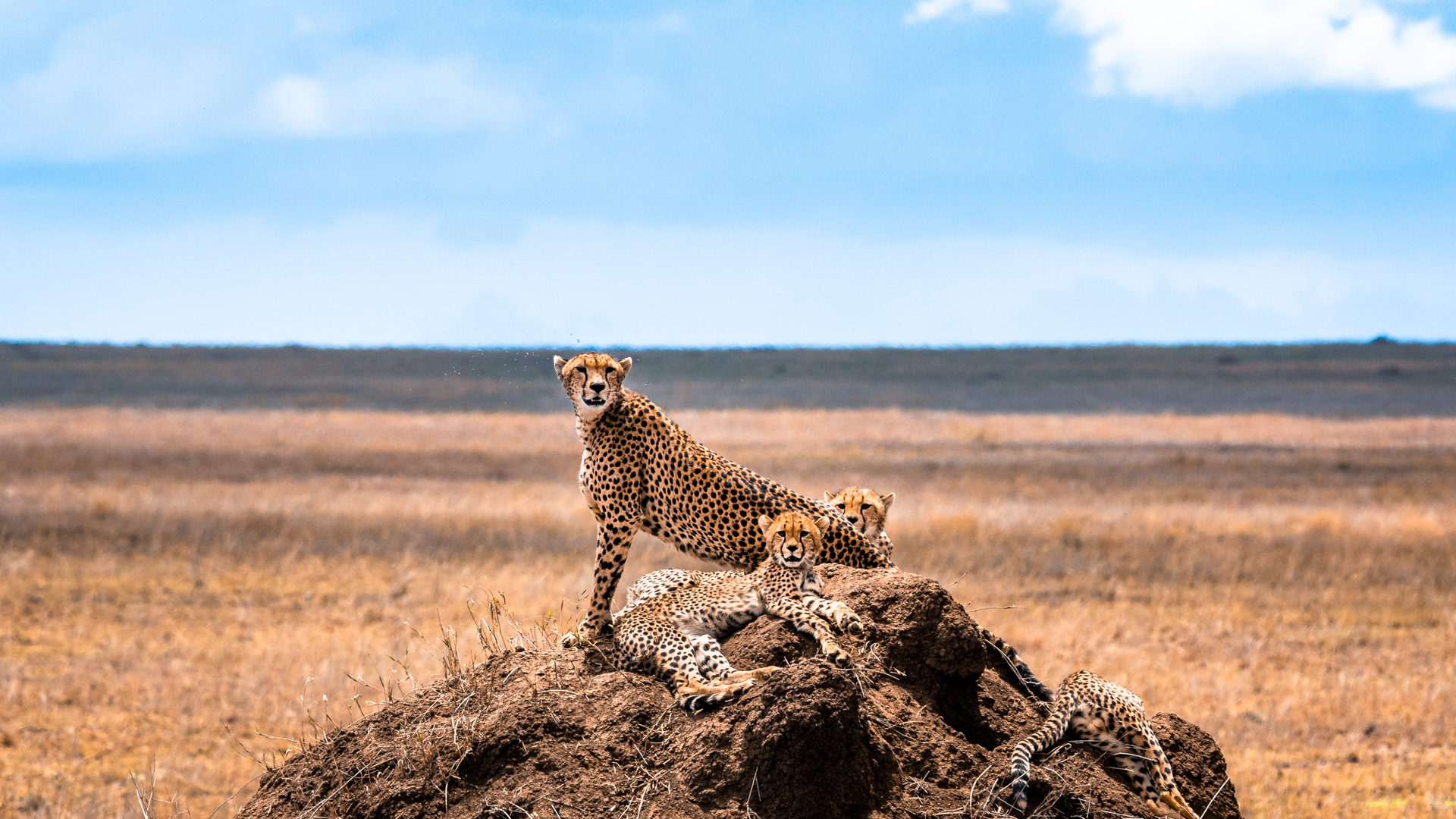 Serengeti, tre geparder på en sten sitter med savannen i bakgrunden
