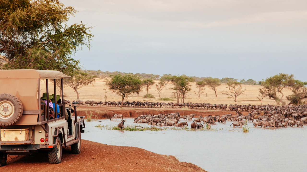 Serengeti, en safaribil i förgrunden står parkerad vid flodkanten där en stor mängd gnuer passerar