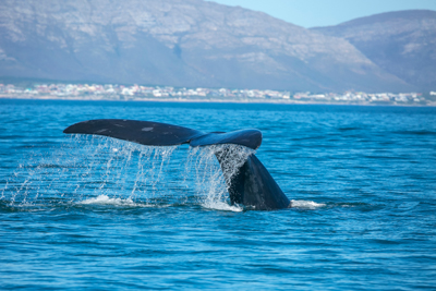 Val i havet utanför Hermanus