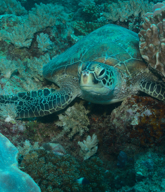 front view of endangered and shy green sea turtle peeking out from coral reef garden bed in watamu marine park, kenya