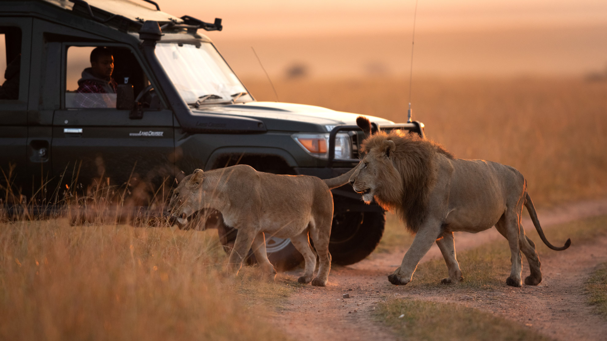 Två lejon, en hona och en hane, stryker längs med en safaribil i skymningsljuset.