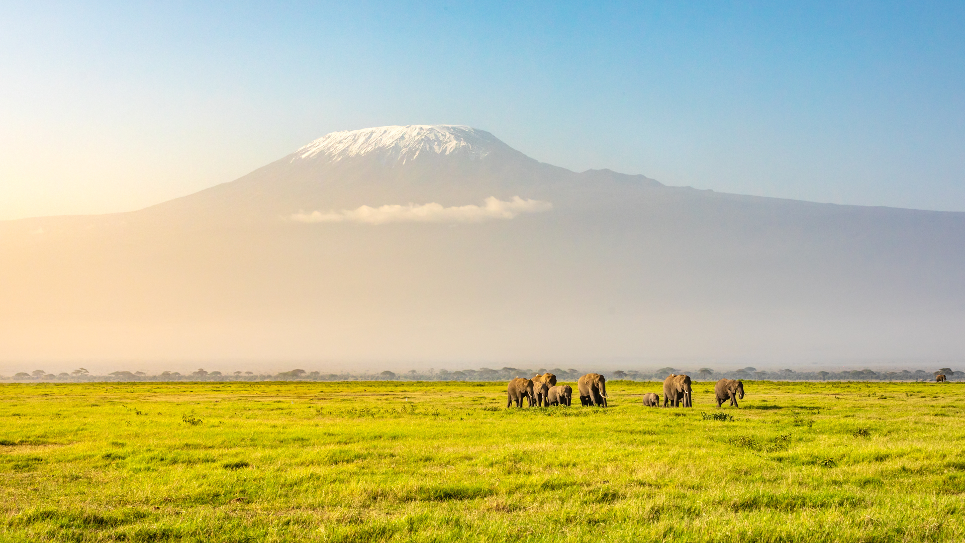 Kilimanjaro i bakgrunden och en hjord elefanter i förgrunden