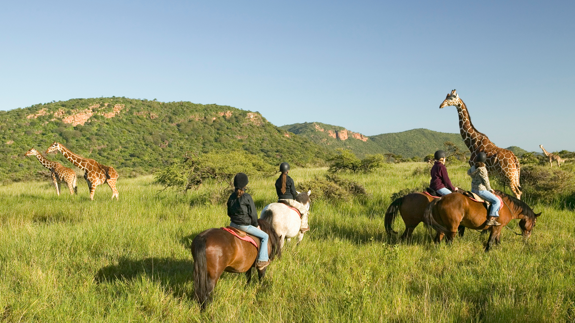 safarientusiaster till häst ser på giraffer i ett grönt landskap