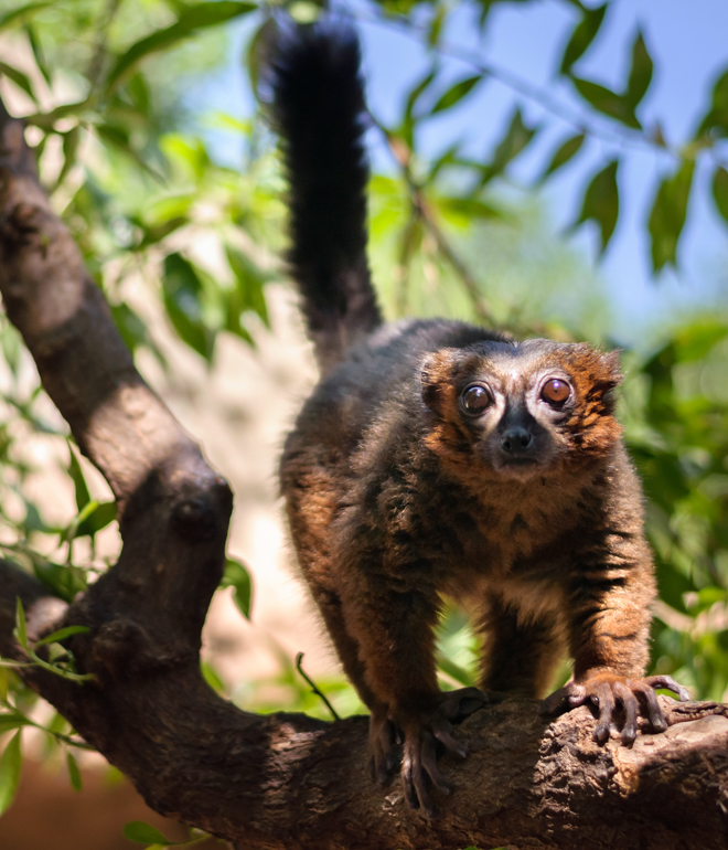 Madagascar Lemur
