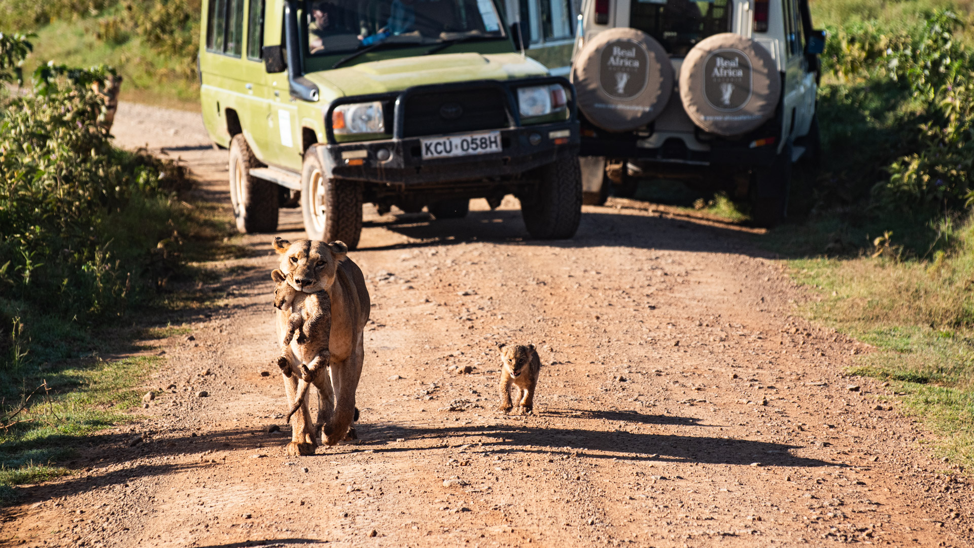 safari i kenya lejonhona har en unge i munnen och en bredvid. I bakgrunden syns safaribilar