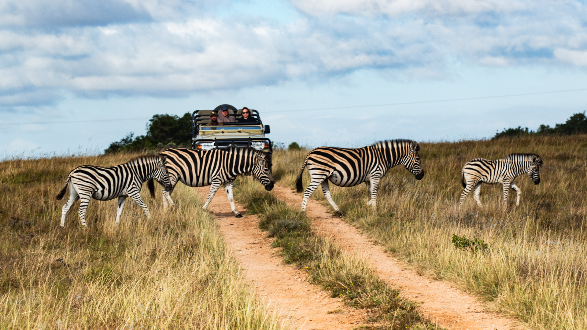 Zebror passerar förbi en safaribil i Lalibela, ett privat reservat i Östra Kap