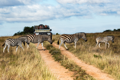 Safari i Sydafrika, zebror går framför en safaribil i Östra Kap