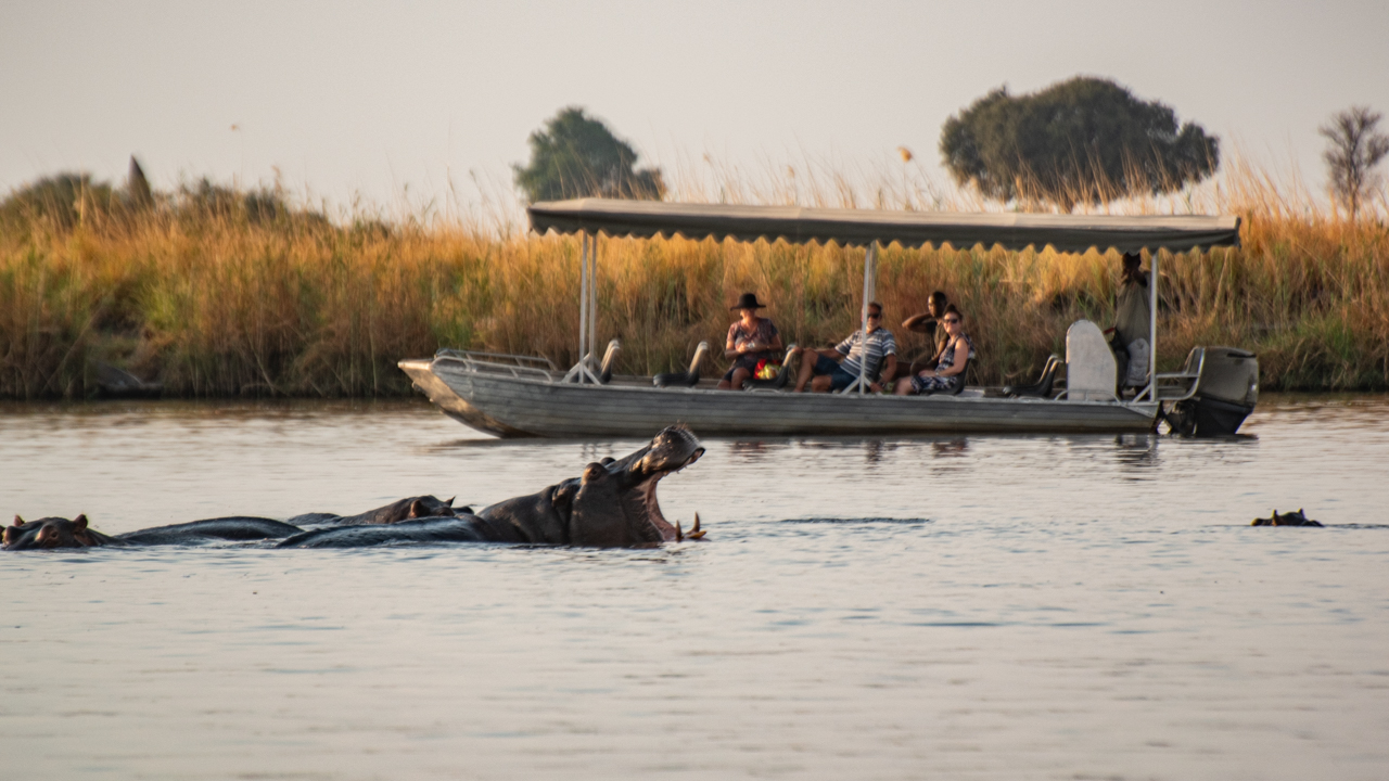 Namibia, Chobe River: en flodhäst gapar framför en båt fylld med turister