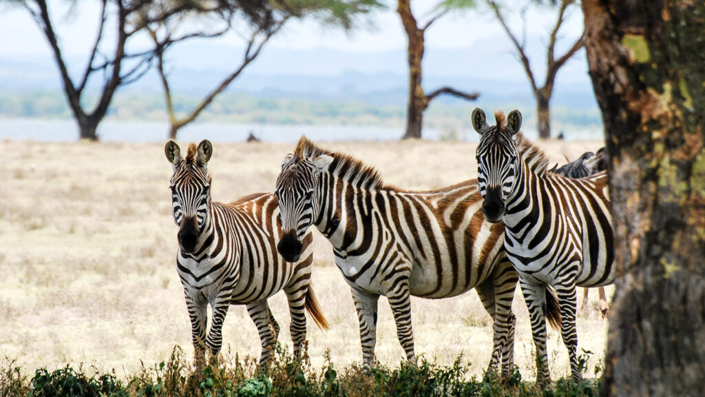Crescent Island i Naivashasjön - här kan du gå till fots bland zebror, gnuer, giraffer och strutsar bland annat. Tre zebror tittar fram bakom ett akaciaträd