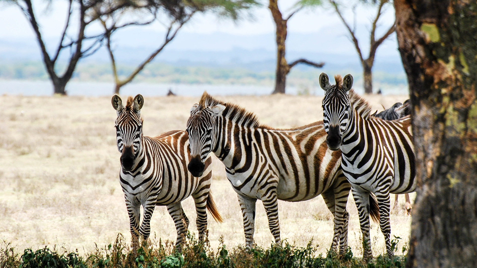 Crescent Island i Naivashasjön - här kan du gå till fots bland zebror, gnuer, giraffer och strutsar bland annat. Tre zebror tittar fram bakom ett akaciaträd
