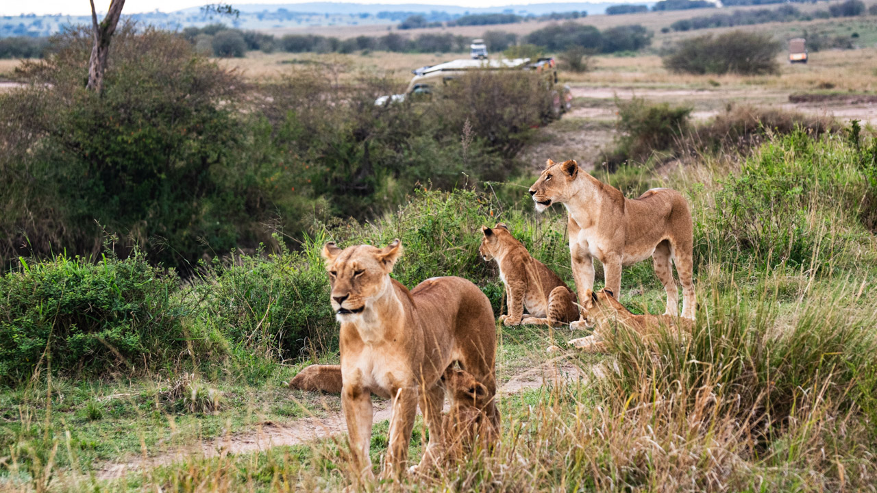 Safari i Masai Mara, en lejonhona diar sin unge medan en annan hona spanar runt på safaribilarna. Några ungar står och tittar omkring.