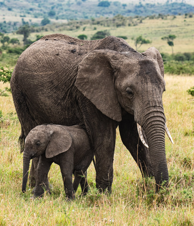 En elefanthona med sin unge står och betar i gräset i Masai Mara