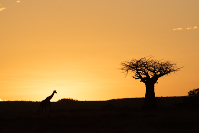 Safari i Tanzania, giraff i siluett i solnedgången i Ruaha