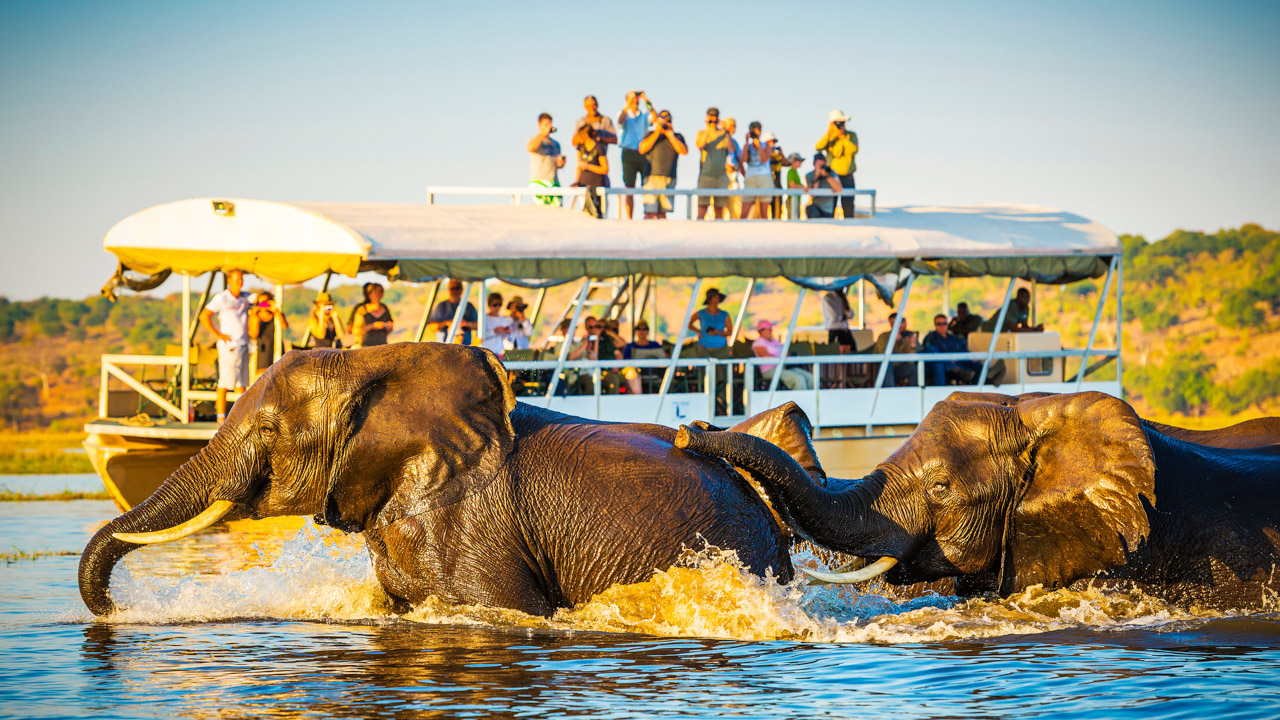 Safari i Botswana, elefanter simmar framför en båt full med turister på Chobe-floden