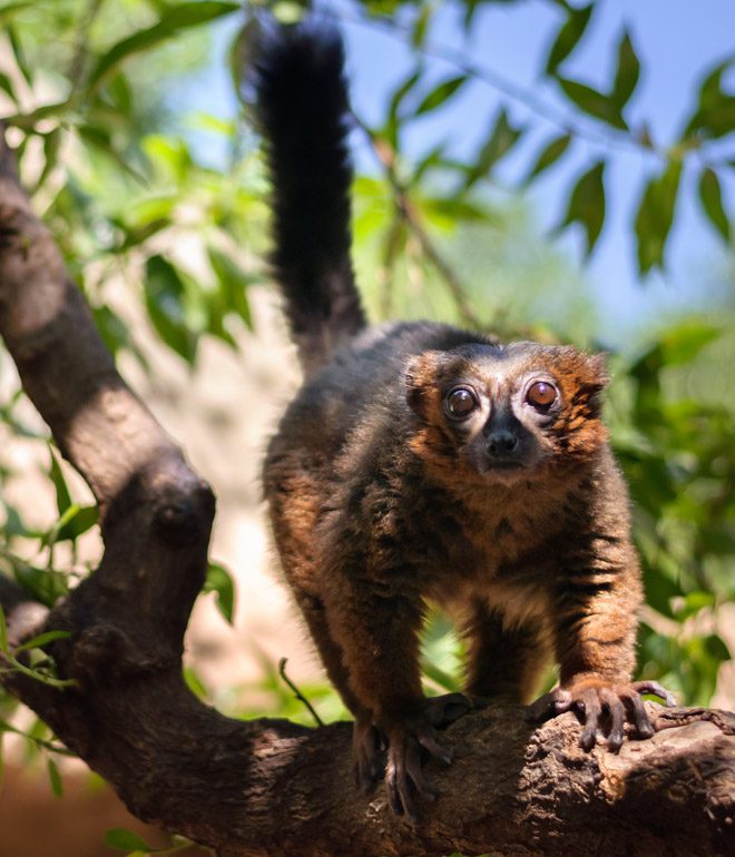 En lemur (en så kallad röd lemur) går på en trädgren i Madagaskar.