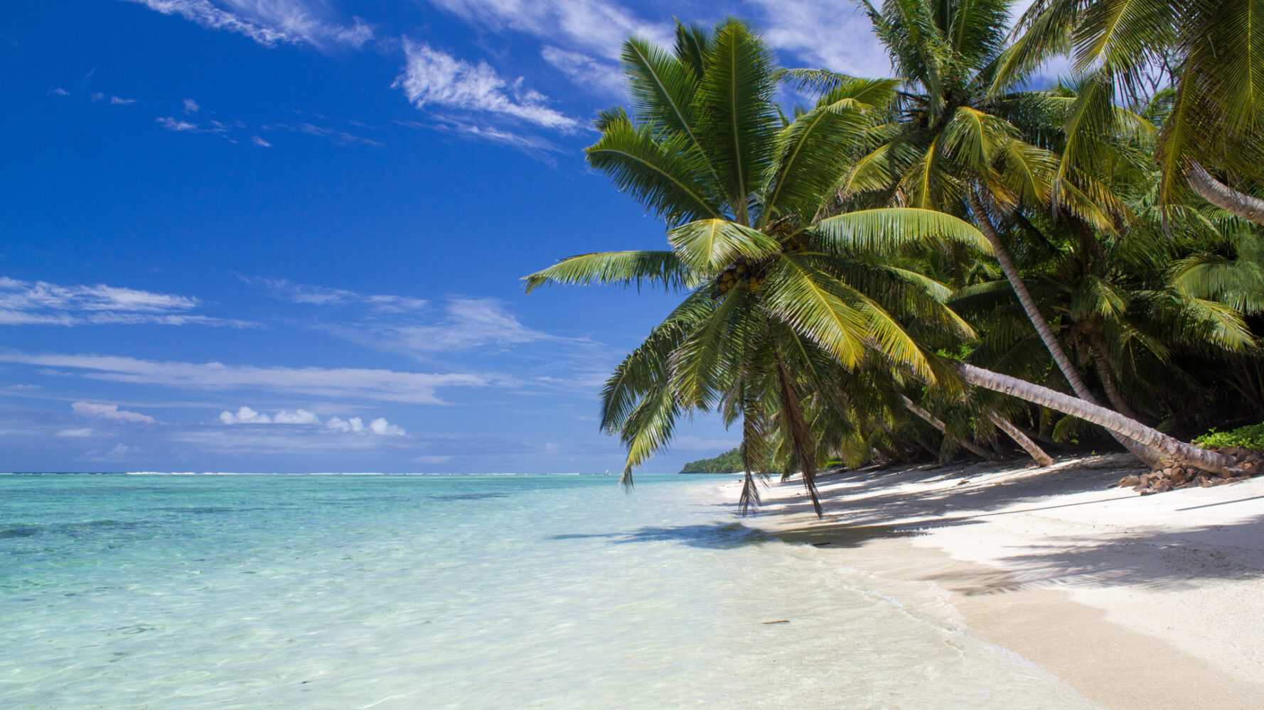 En skuggande palm doppar bladen i ett azurblått hav som ligger stilla intill en kritvit strand på Madagaskar