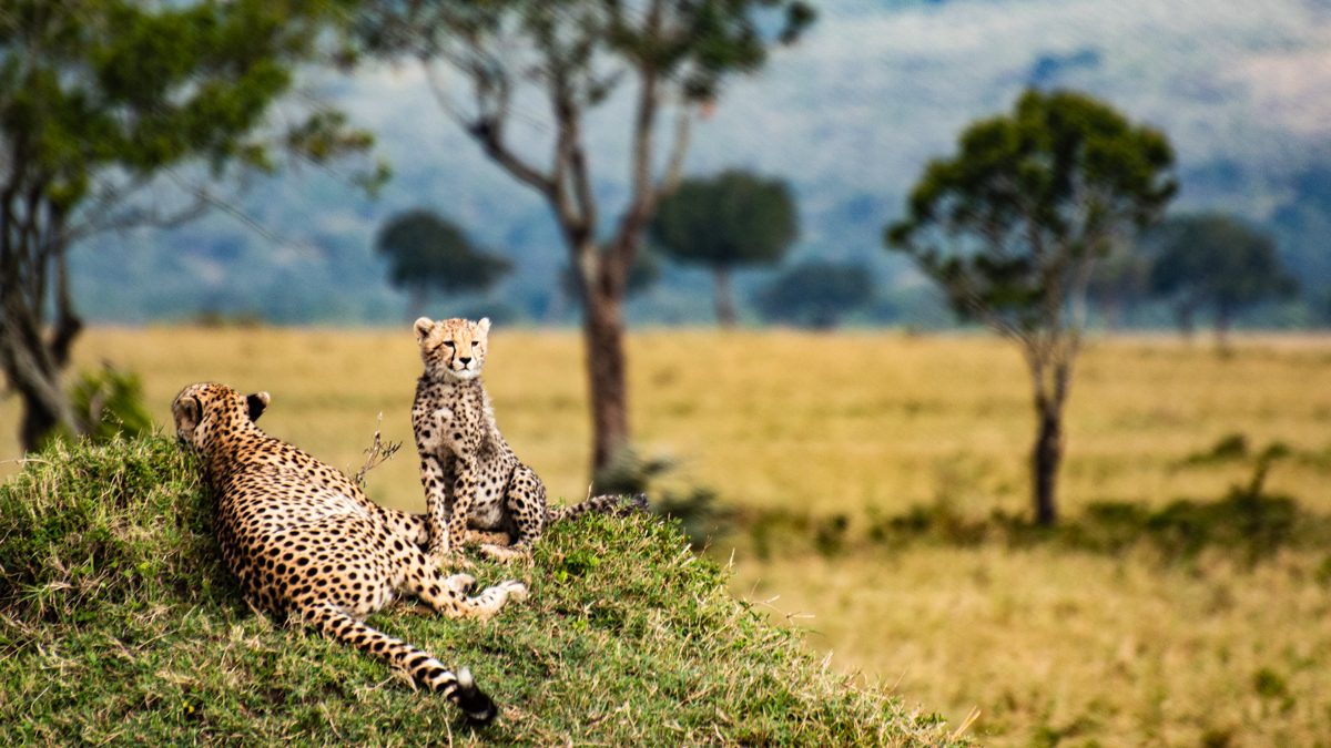 en gepard och bebisgepard på safari i Kenya