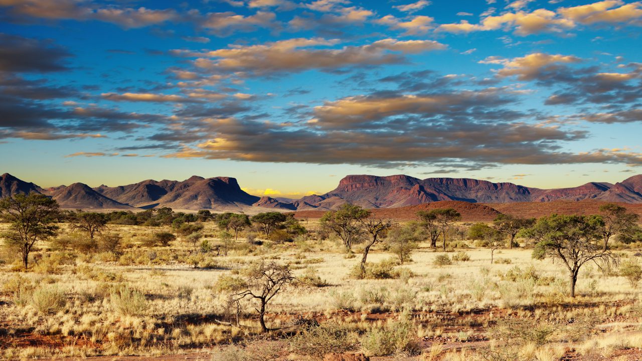 Ett landskap från Kalahariöknen med gult gräs och röd jord, blå himmel ovanför.
