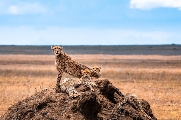 Group of cheetahs in the Serengeti National Park. Africa. Tanzania.
