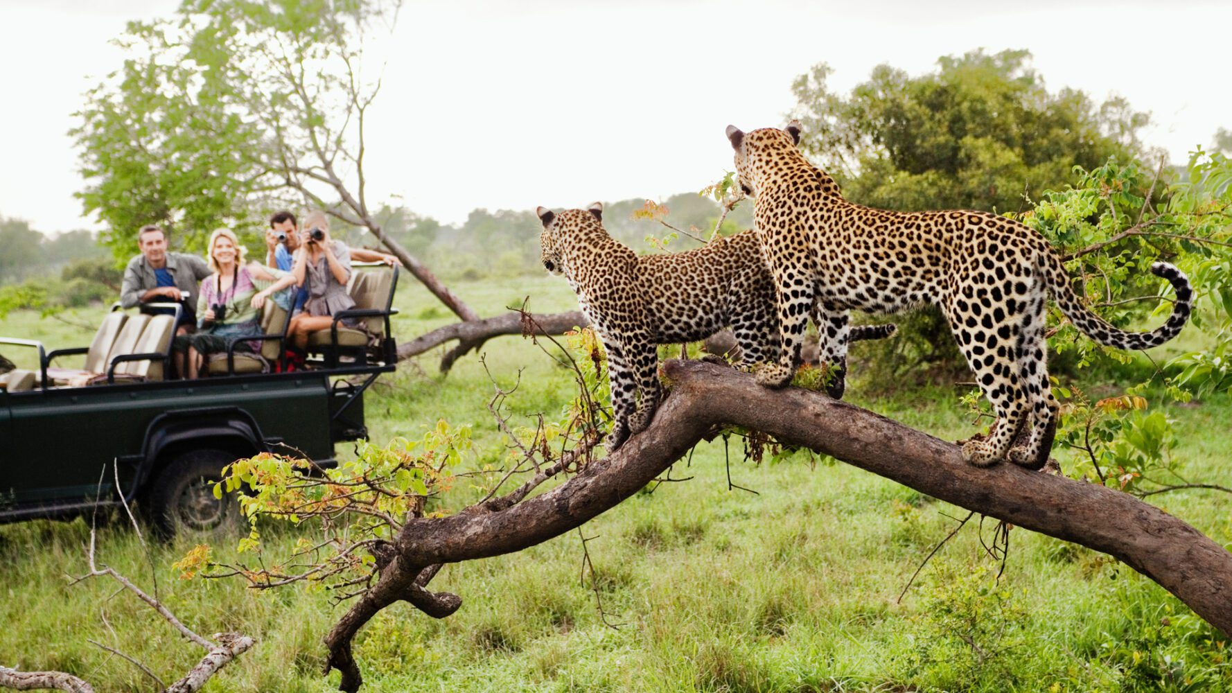 Två leoparder tittar på turister i en safaribil. På Safari i Afrika kan du få förmånen att möta djur i sin naturliga milö