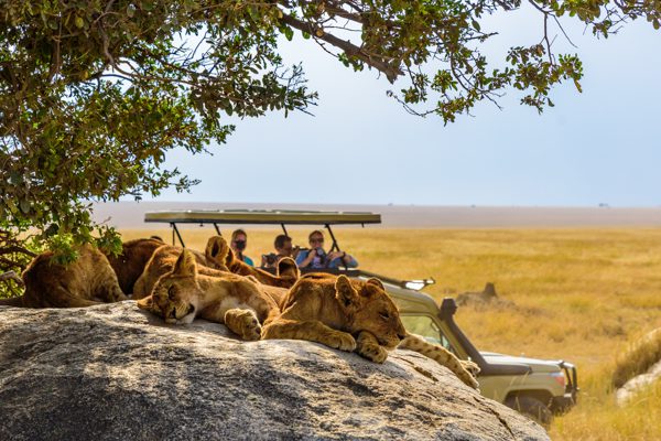 Group of young lions lying on rocks – beautiful scenery of savan