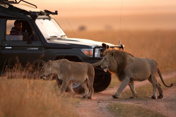 MASAI MARA, KEYNA-SEPTEMBER 06: Tourist watching Lion pair movin