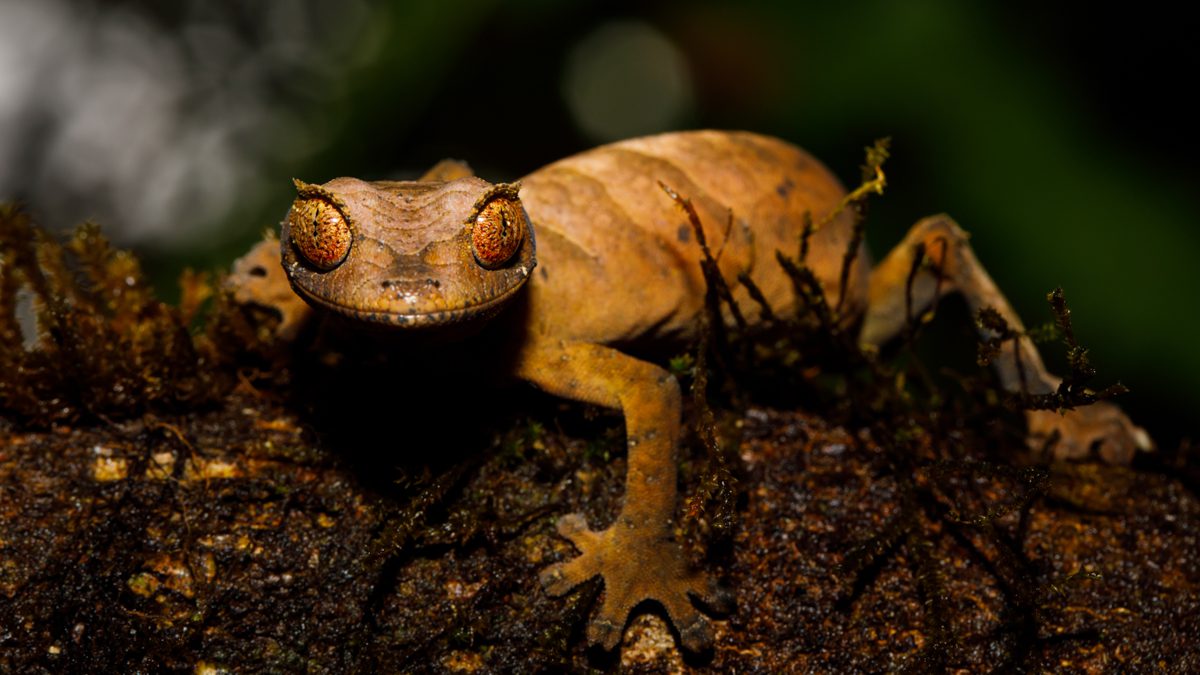 En gecko i mörker förgyller din resa till Madagaskar