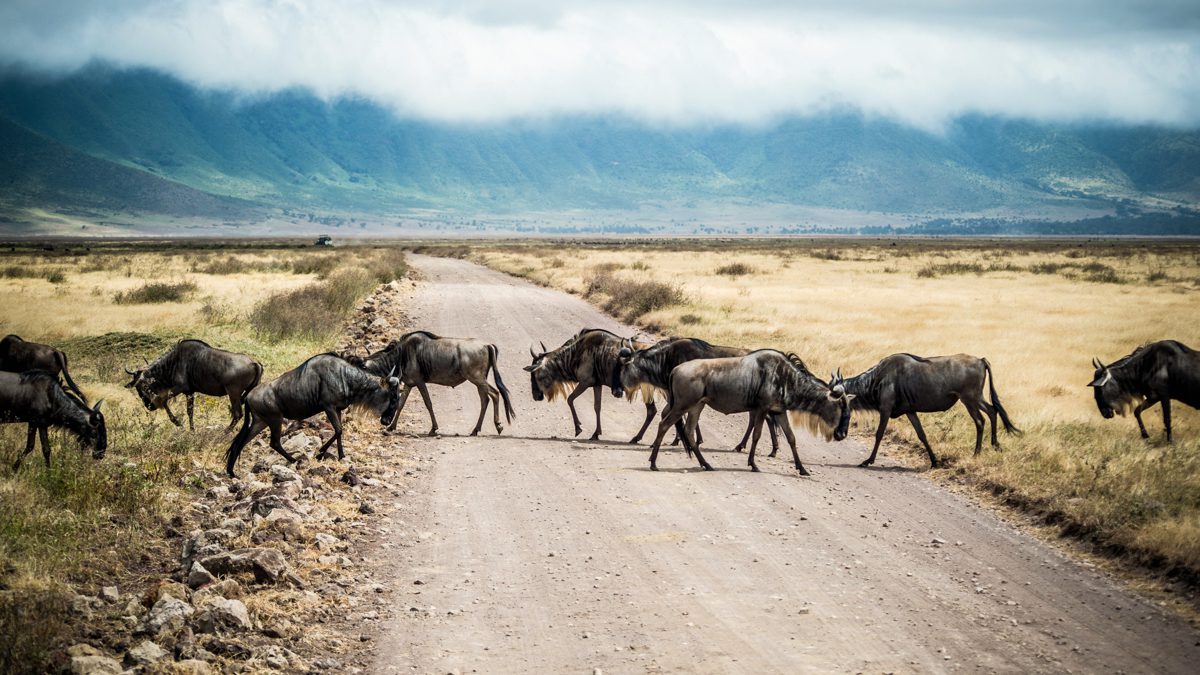 Gnuer går över vägen i Ngorongorokratern, på safari i Tanzania - den norra delen - är det här ett måste att se