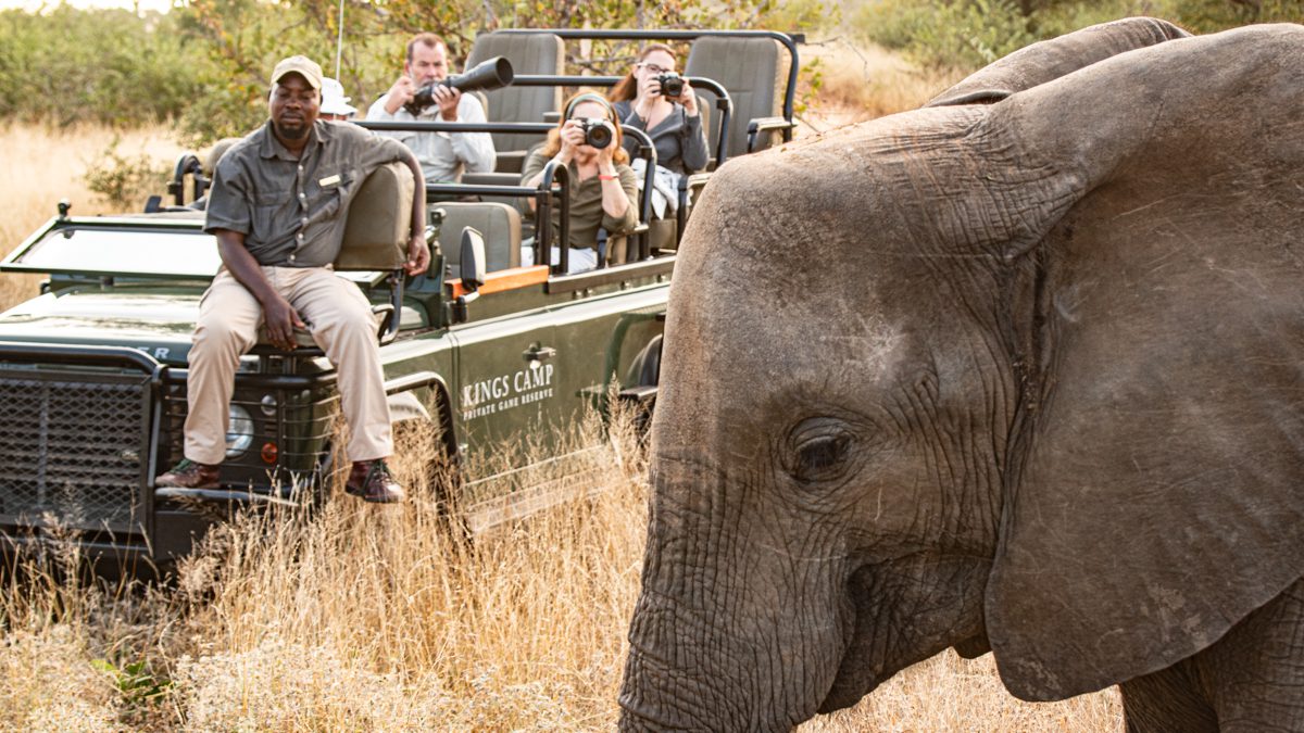En elefants huvud skymmer delvis en safaribil med turister och en tracker som sitter längst fram. På safari i Krugerparken är det inget ovanligt att komma nära.