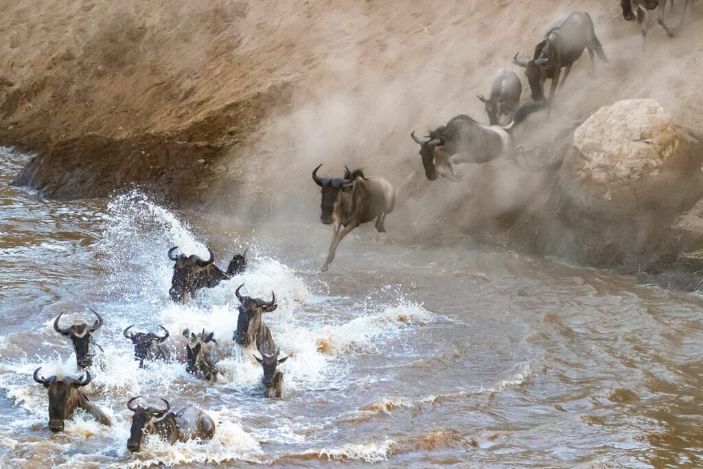 Ett tiotal gnuer syns i bild, längst fram är några redan i Marafloden medan de bakom tar språng ner mot det bruna vattnet, på deras väg från Serengeti till Masai Mara.