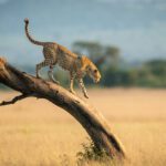 En gepard i fokus tar sig varsamt ner för ett diagonalt trädstam. I bakgrunden syns en gulnande savann och lite akaciaträd - typiskt landskap för Serengeti eller Maasai Mara