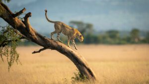 En gepard i fokus tar sig varsamt ner för ett diagonalt trädstam. I bakgrunden syns en gulnande savann och lite akaciaträd - typiskt landskap för Serengeti eller Maasai Mara
