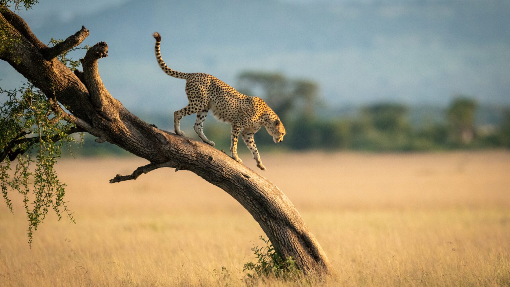 En gepard i fokus tar sig varsamt ner för ett diagonalt trädstam. I bakgrunden syns en gulnande savann och lite akaciaträd - typiskt landskap för Serengeti eller Maasai Mara