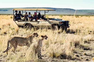 cheetahs4