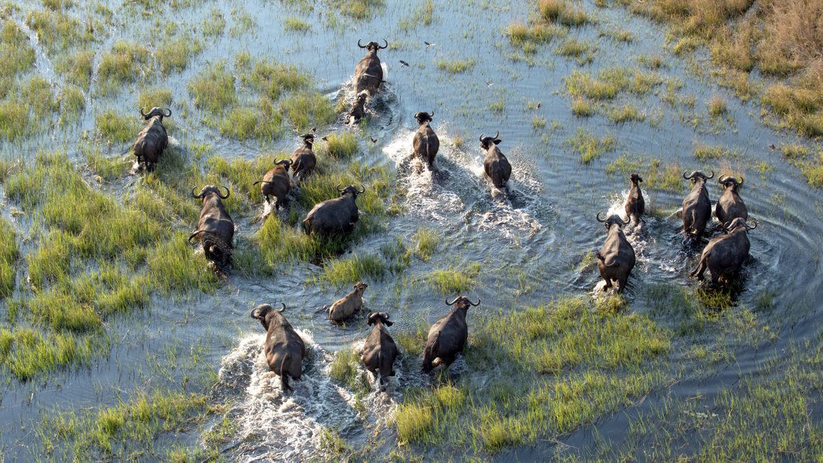 En buffelhjord sedd ovanifrån tar sig framåt i vattnet i Okavango deltat, den största höjdpunkten på en resa till Botswana