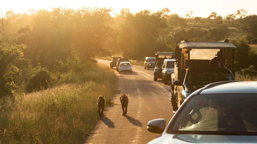 Krugerparken eller privata reservat? Två hyenor går på en asfalterad väg i Krugerparken, de flankeras av många olika bilar, både i safaristil och vanliga bilar. I Krugerparken får du inte lämna vägen och det kan bildas långa köer vi särskilt spännande djur.