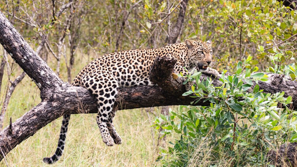 Krugerparken eller privata reservat? En leopard hänger på ett nedfällt träd, bakbenen hänger rakt ner och den ser väldigt avslappad ut i buskaget.