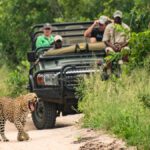 En leopard gäspar medan den går framför en safaribil som följer efter på grusvägen. Safari i Krugerparken eller privat reservat? Det här är privat reservat