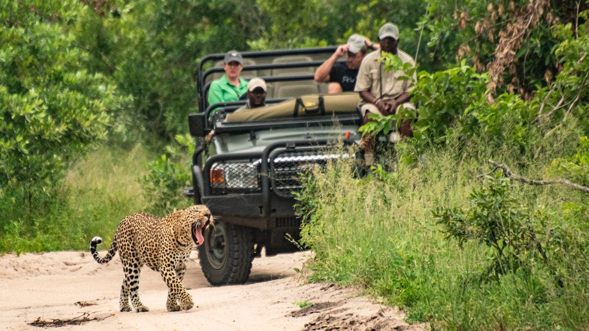 En leopard gäspar medan den går framför en safaribil som följer efter på grusvägen. Safari i Krugerparken eller privat reservat? Det här är privat reservat
